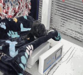 Soloman, ADOPTABLE, Puppy Male Siberian Husky.