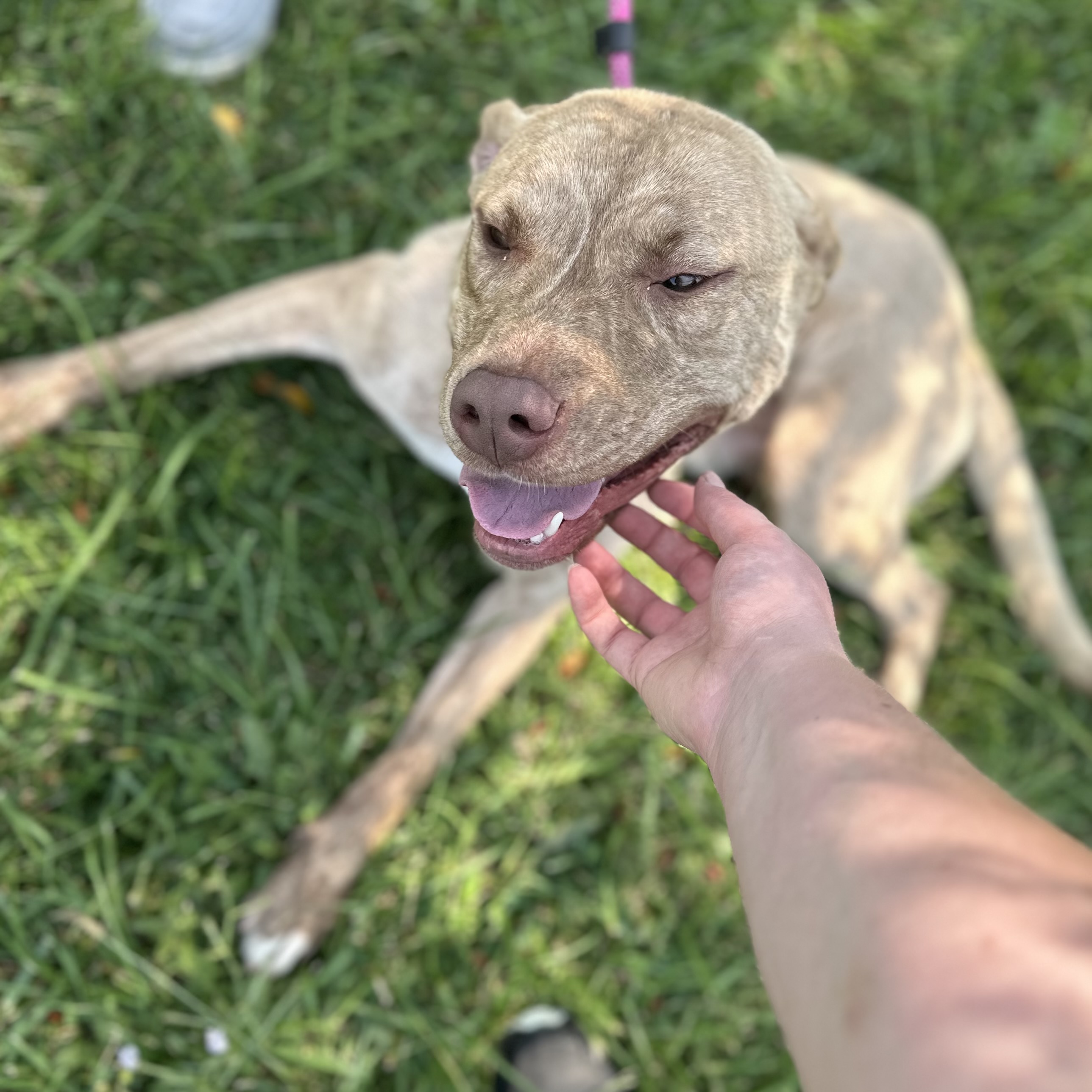 Dunkin, a Adoptable mixed breed in Trenton, MO image 2/5