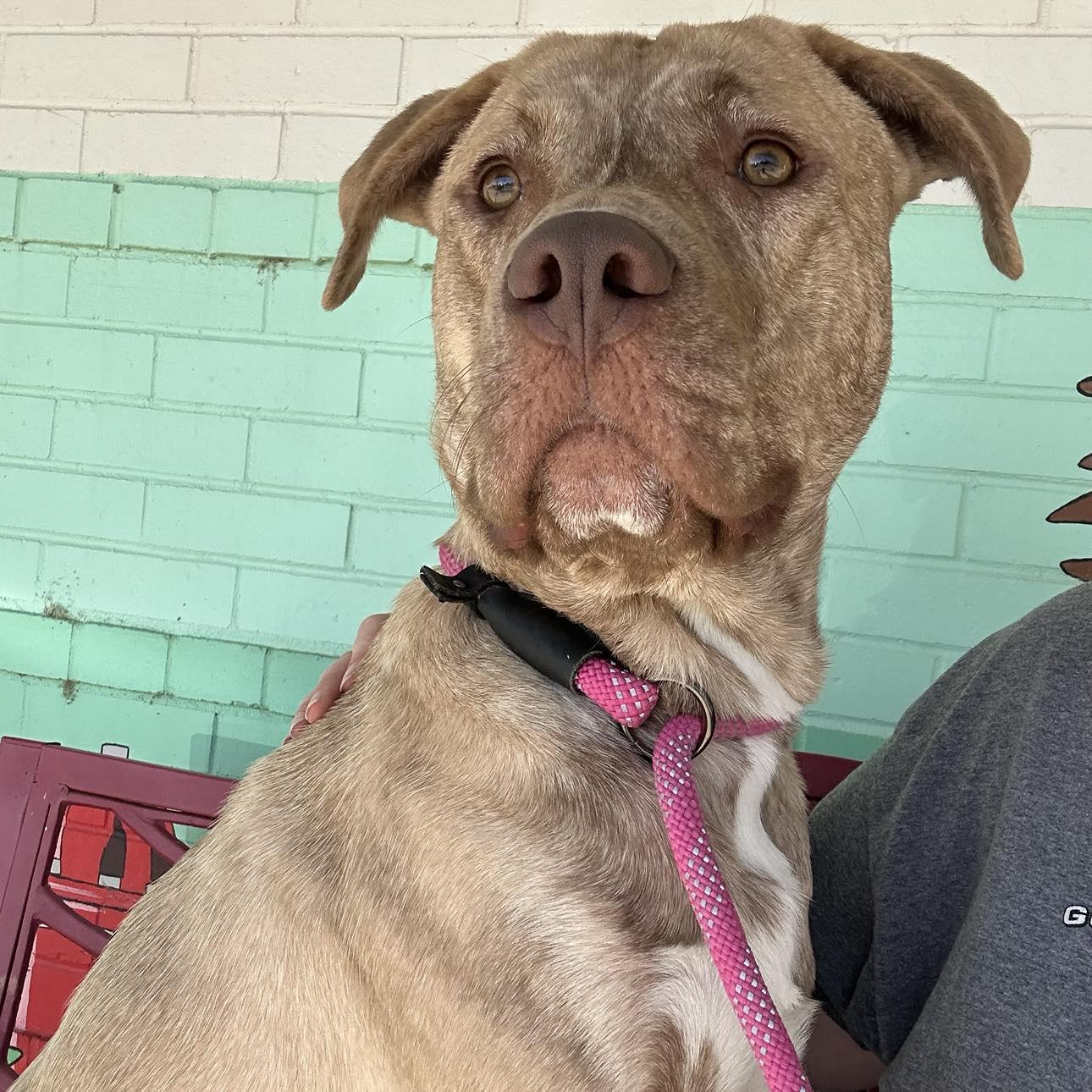 Dunkin, an adoptable Labrador Retriever in Trenton, MO, 64683 | Photo Image 1