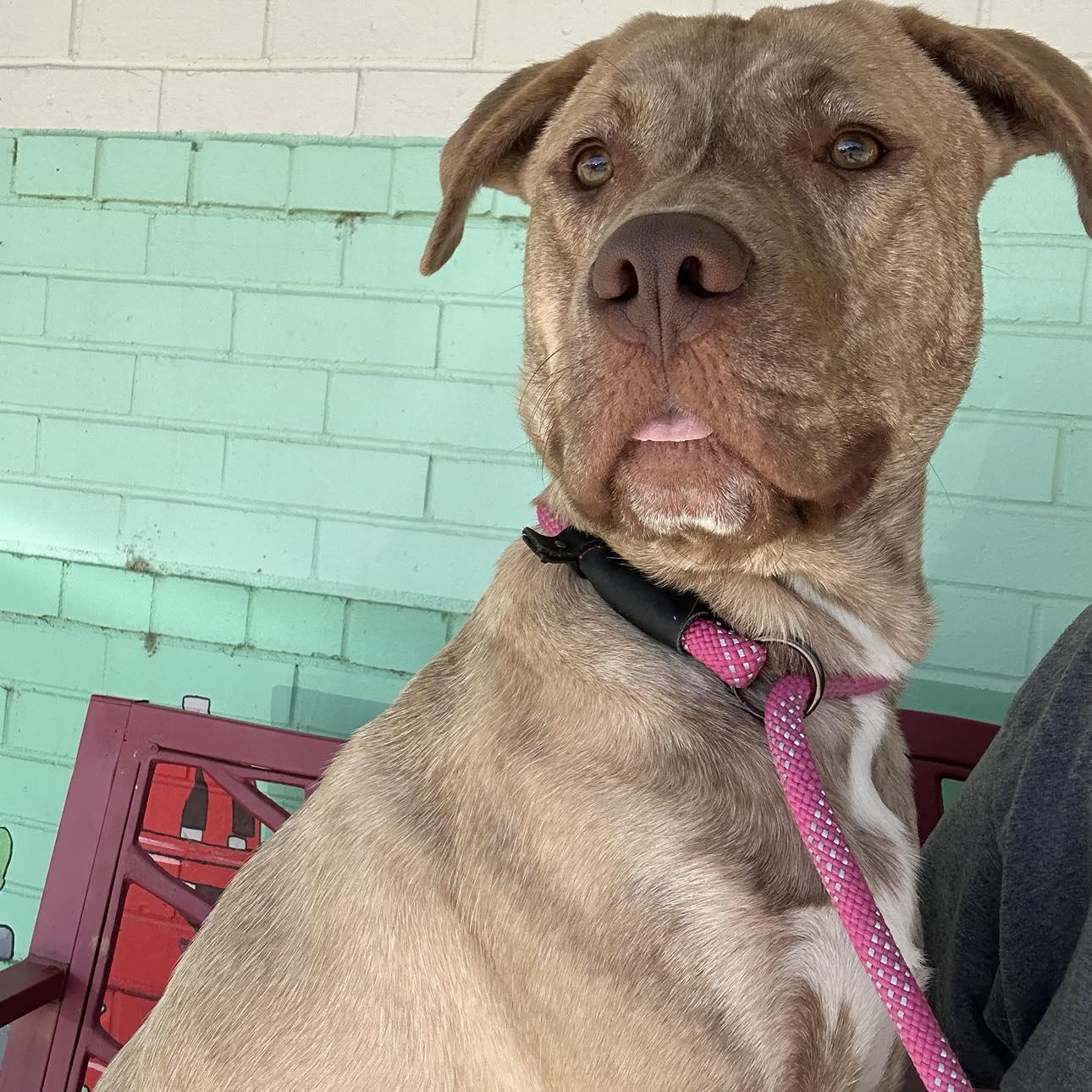 Dunkin, a Adoptable mixed breed in Trenton, MO image 5/5