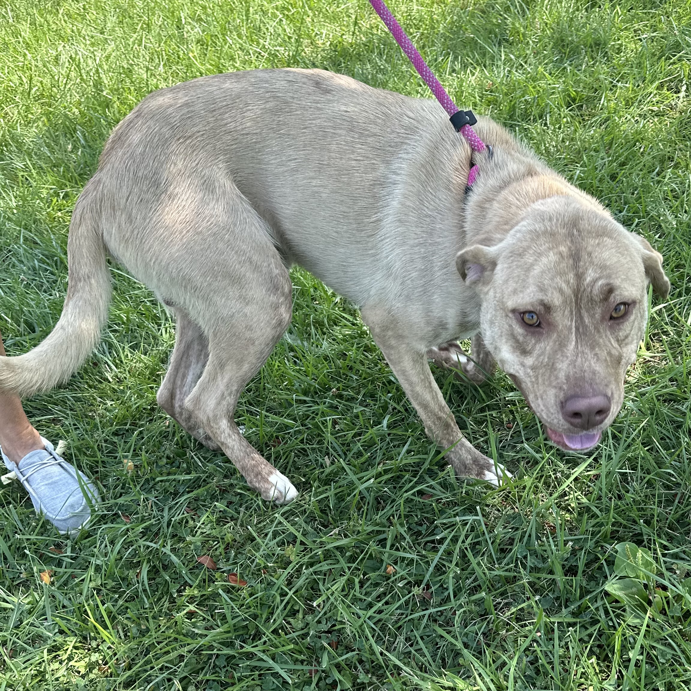 Dunkin, an adoptable Labrador Retriever in Trenton, MO, 64683 | Photo Image 4