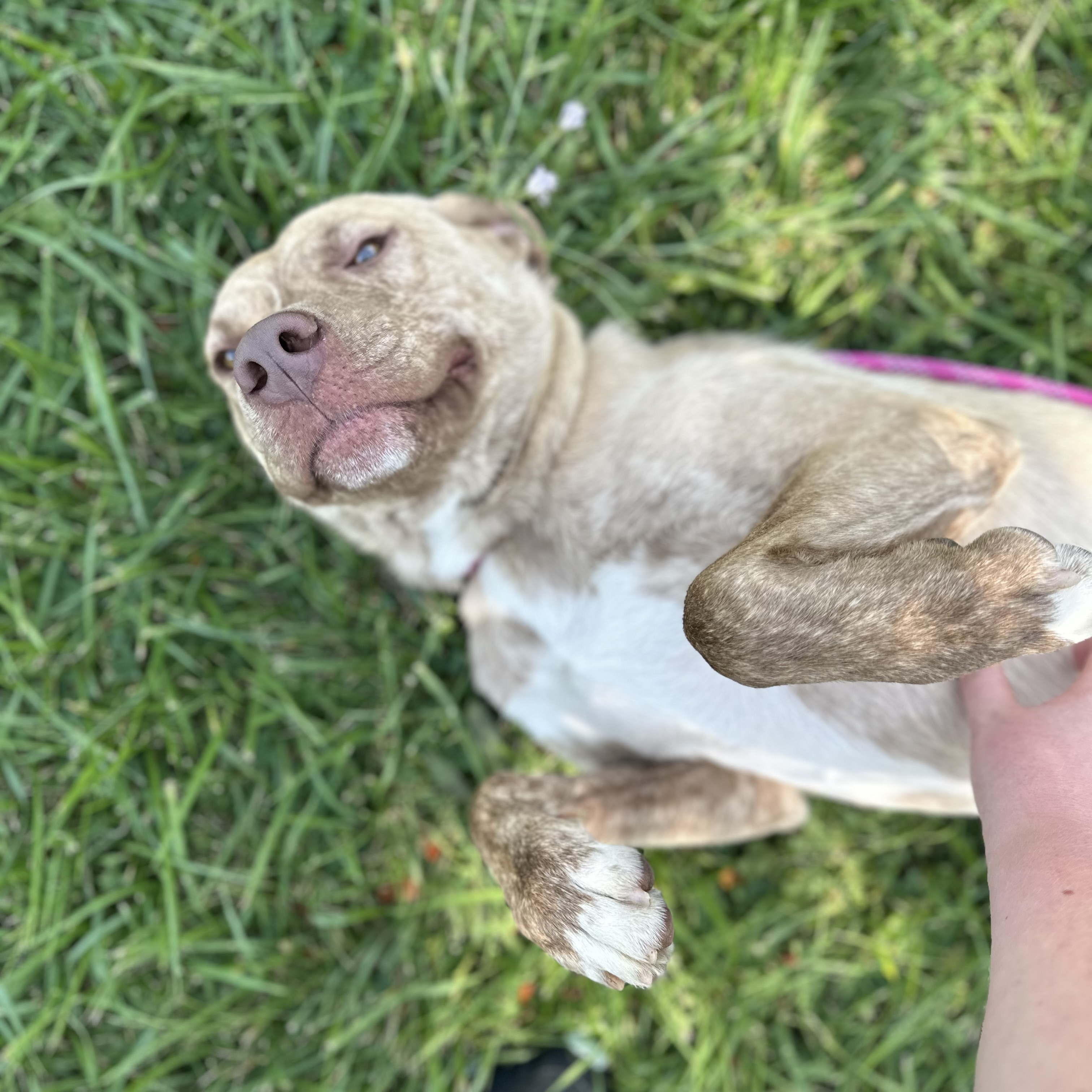 Dunkin, a Adoptable mixed breed in Trenton, MO image 3/5