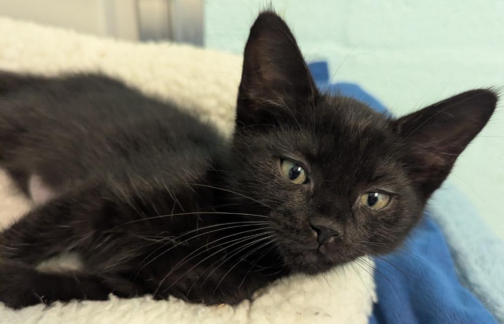 Enlarge Elvis Purrsley, a Adoptable mixed breed in Cape Coral, FL image 1/1