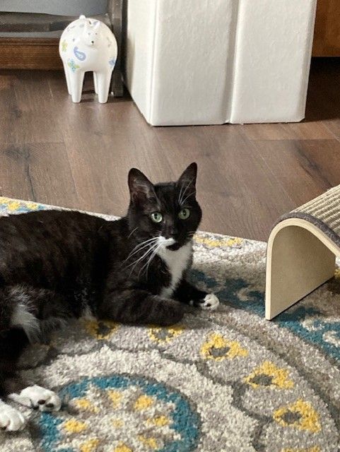 Sweet Pea, a Adoptable Domestic Short Hair in Sea Isle City, NJ image 1/3