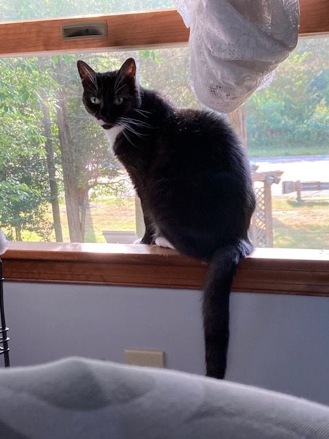 Sweet Pea, a Adoptable Domestic Short Hair in Sea Isle City, NJ image 3/3