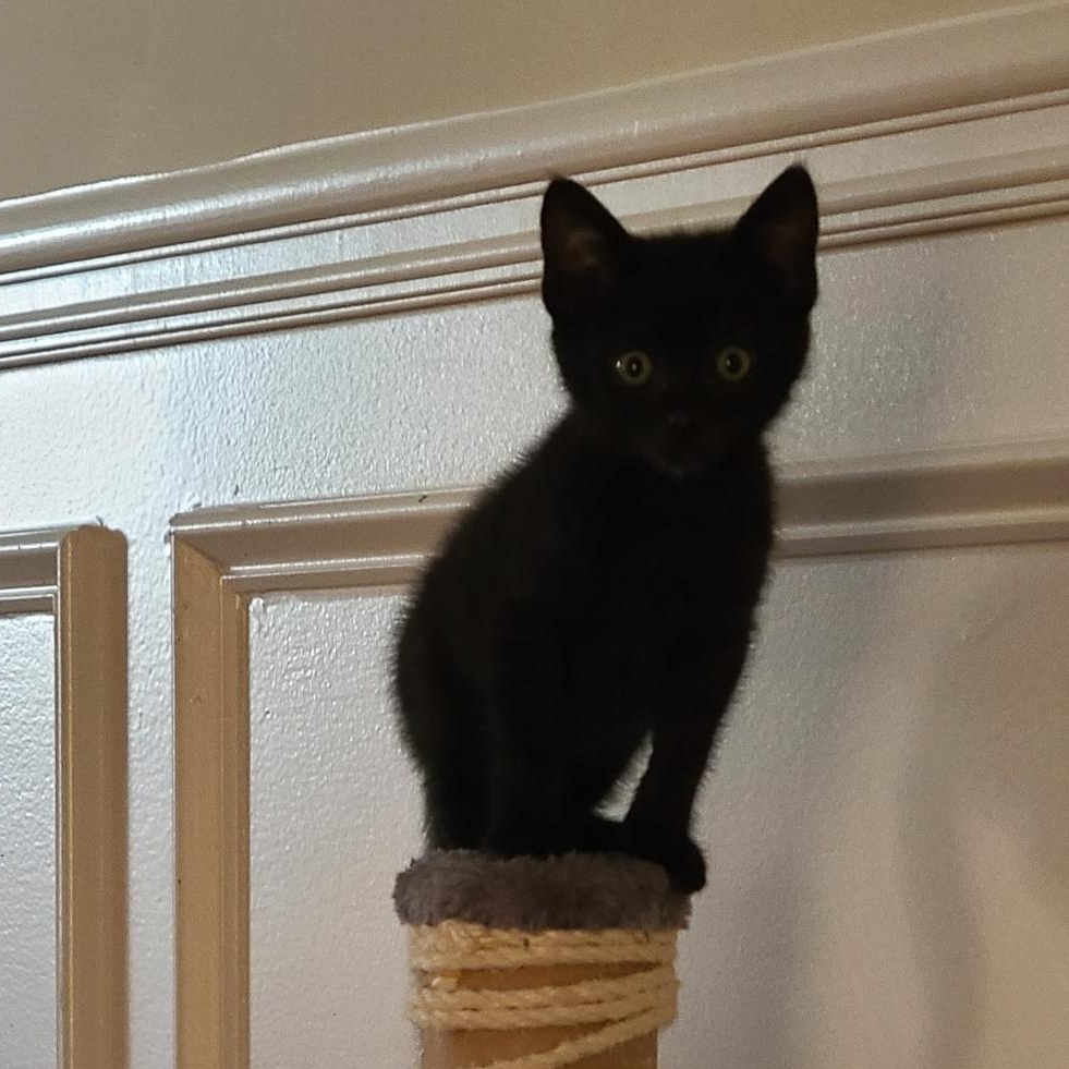 Enlarge Prepotente - Winterville, GA, an adopted mixed breed in Athens, GA image 6/6