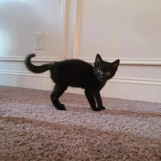 Enlarge Prepotente - Winterville, GA, an adopted mixed breed in Athens, GA image 2/6