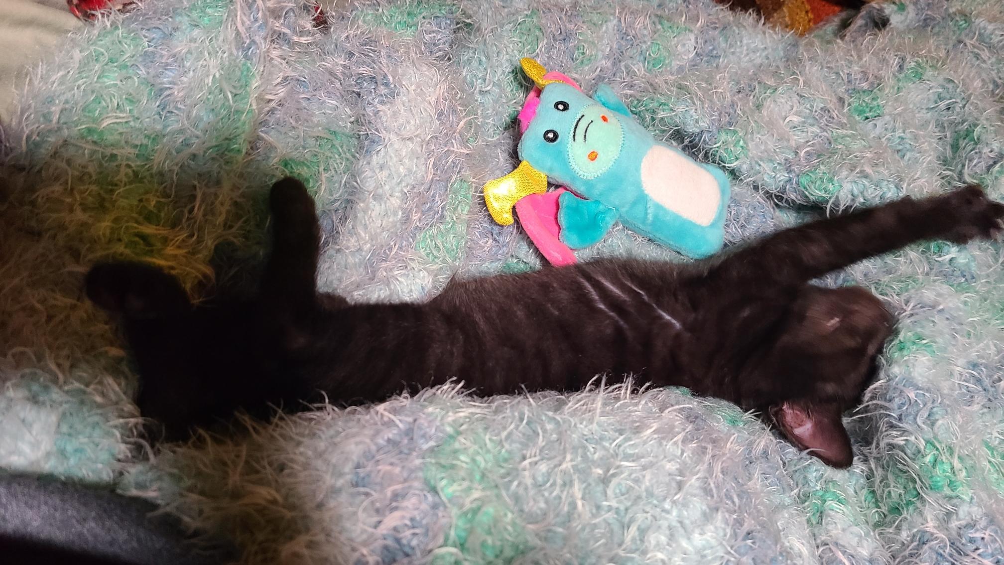 Enlarge Prepotente - Winterville, GA, an adopted mixed breed in Athens, GA image 5/6