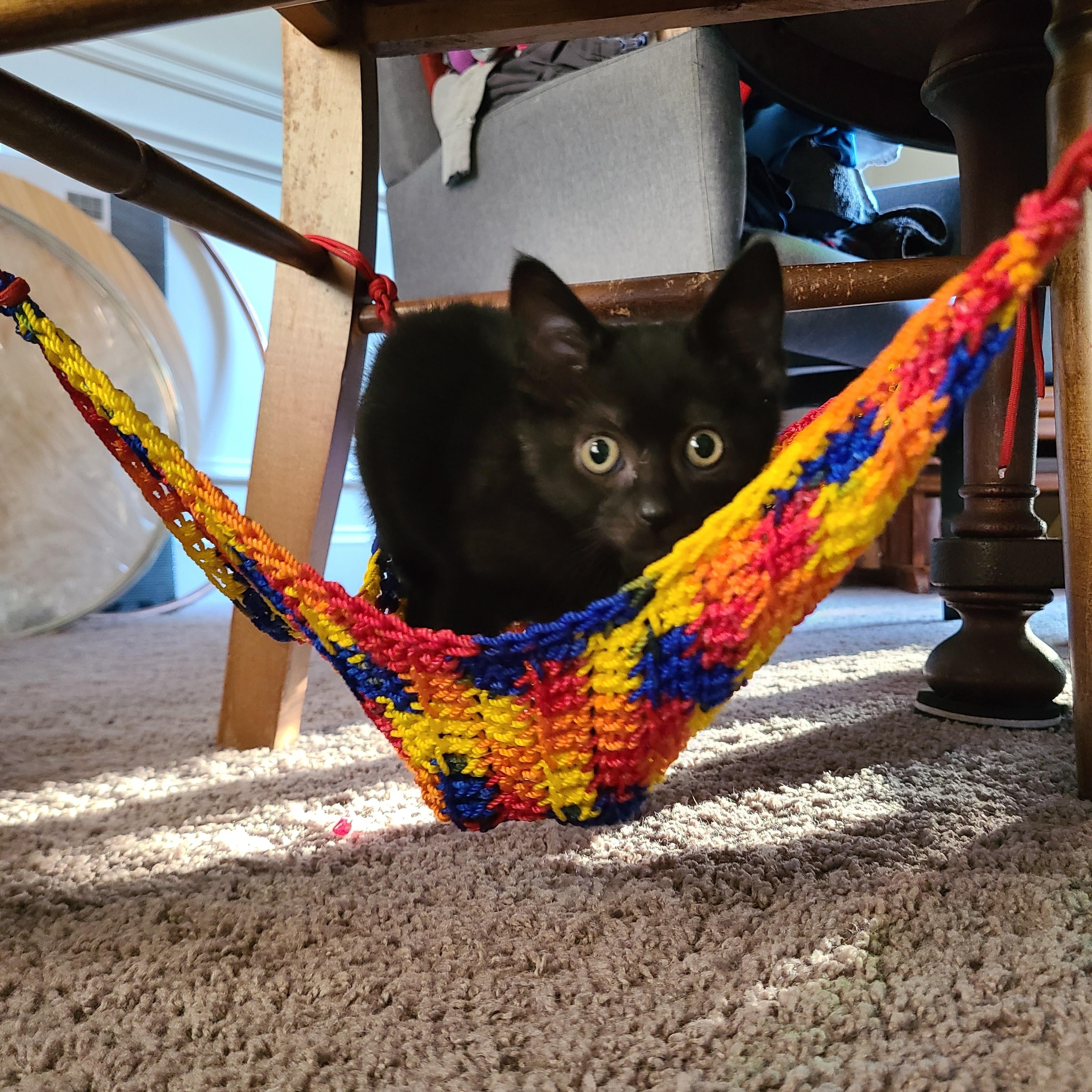 Enlarge Prepotente - Winterville, GA, an adopted mixed breed in Athens, GA image 1/6