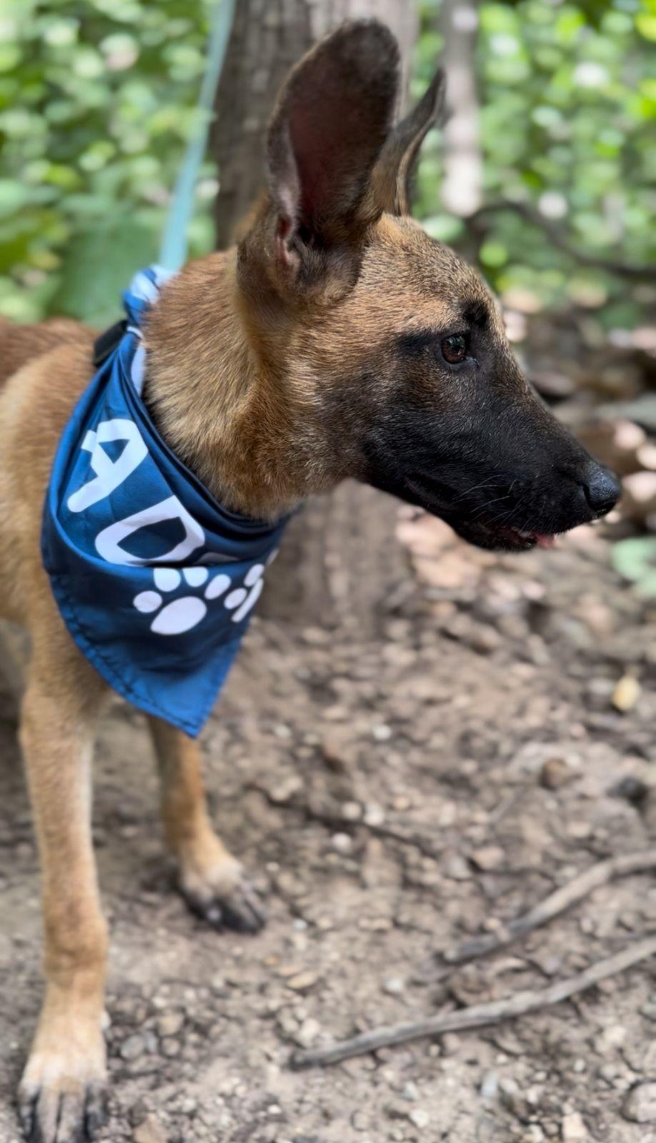 Enlarge Max, a ADOPTABLE mixed breed in Vancouver, BC image 2/6