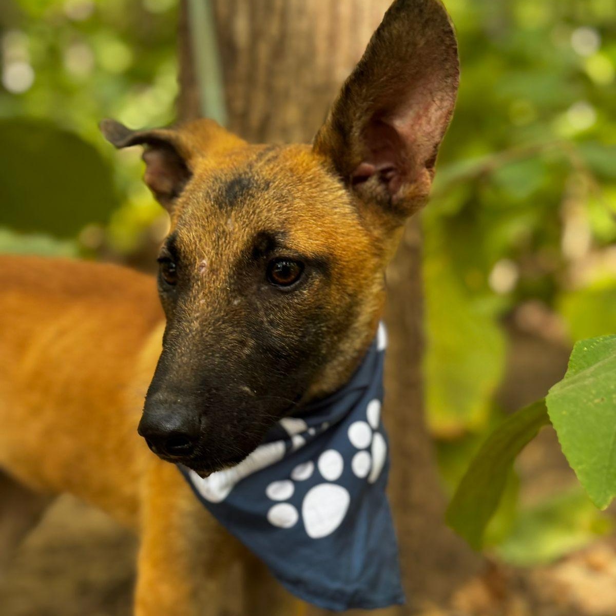 Max, ADOPTABLE, Puppy Male Belgian Shepherd / Malinois.
