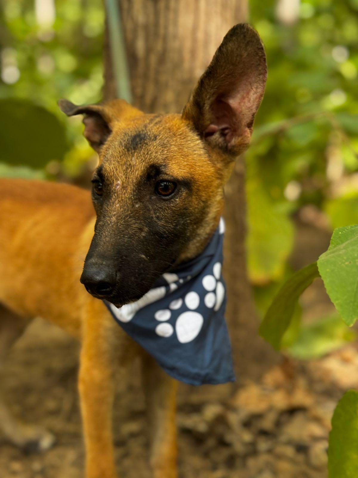 Enlarge Max, a ADOPTABLE mixed breed in Vancouver, BC image 3/6