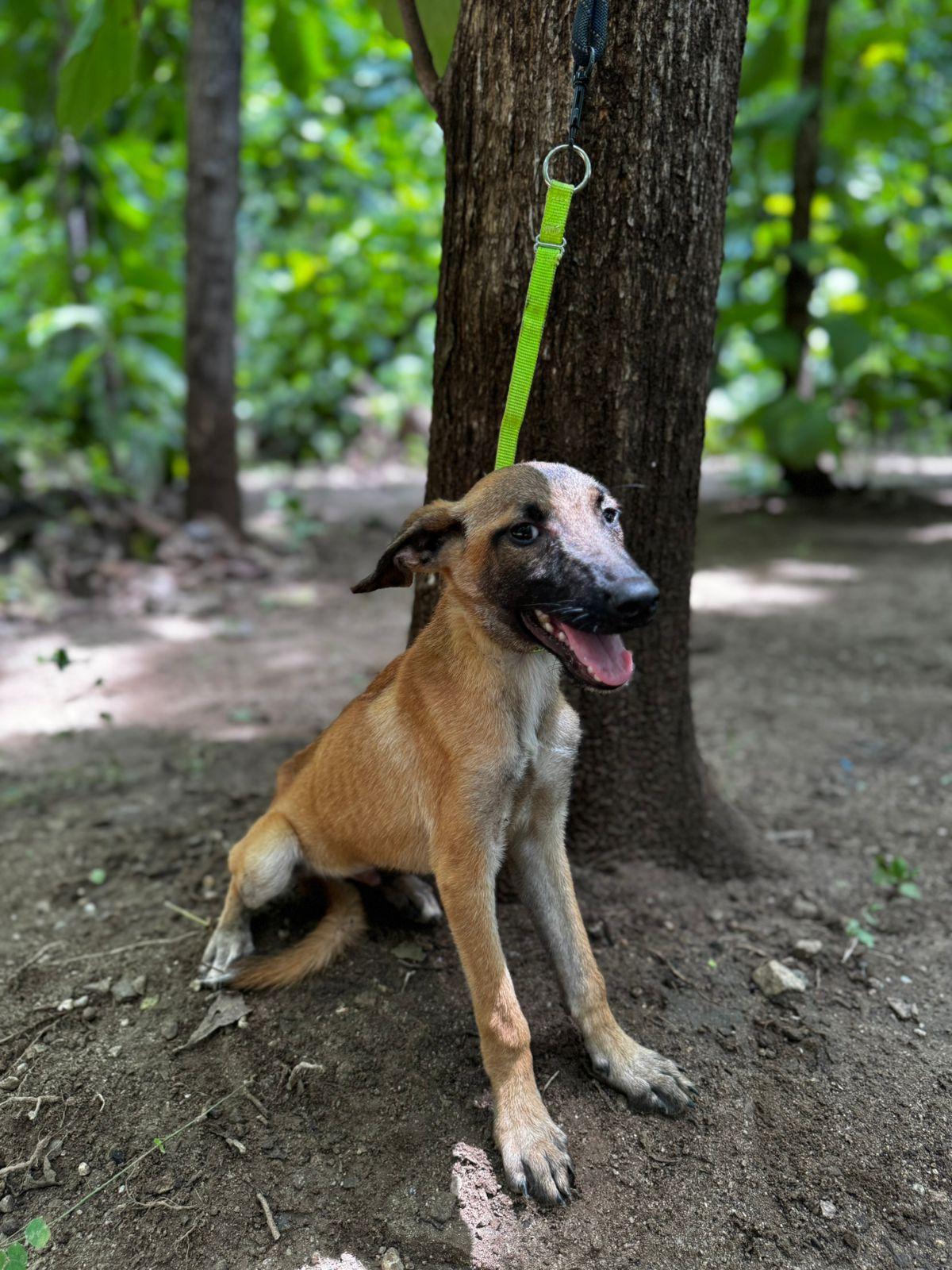 Enlarge Max, a ADOPTABLE mixed breed in Vancouver, BC image 6/6