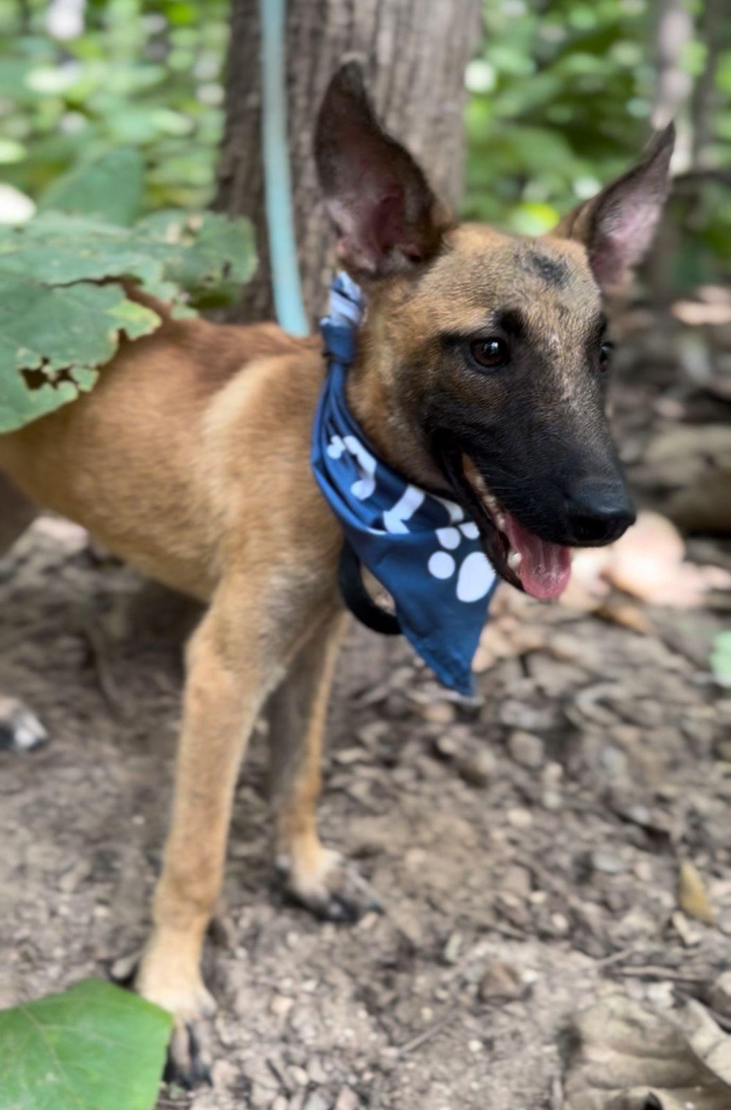 Enlarge Max, a ADOPTABLE mixed breed in Vancouver, BC image 4/6