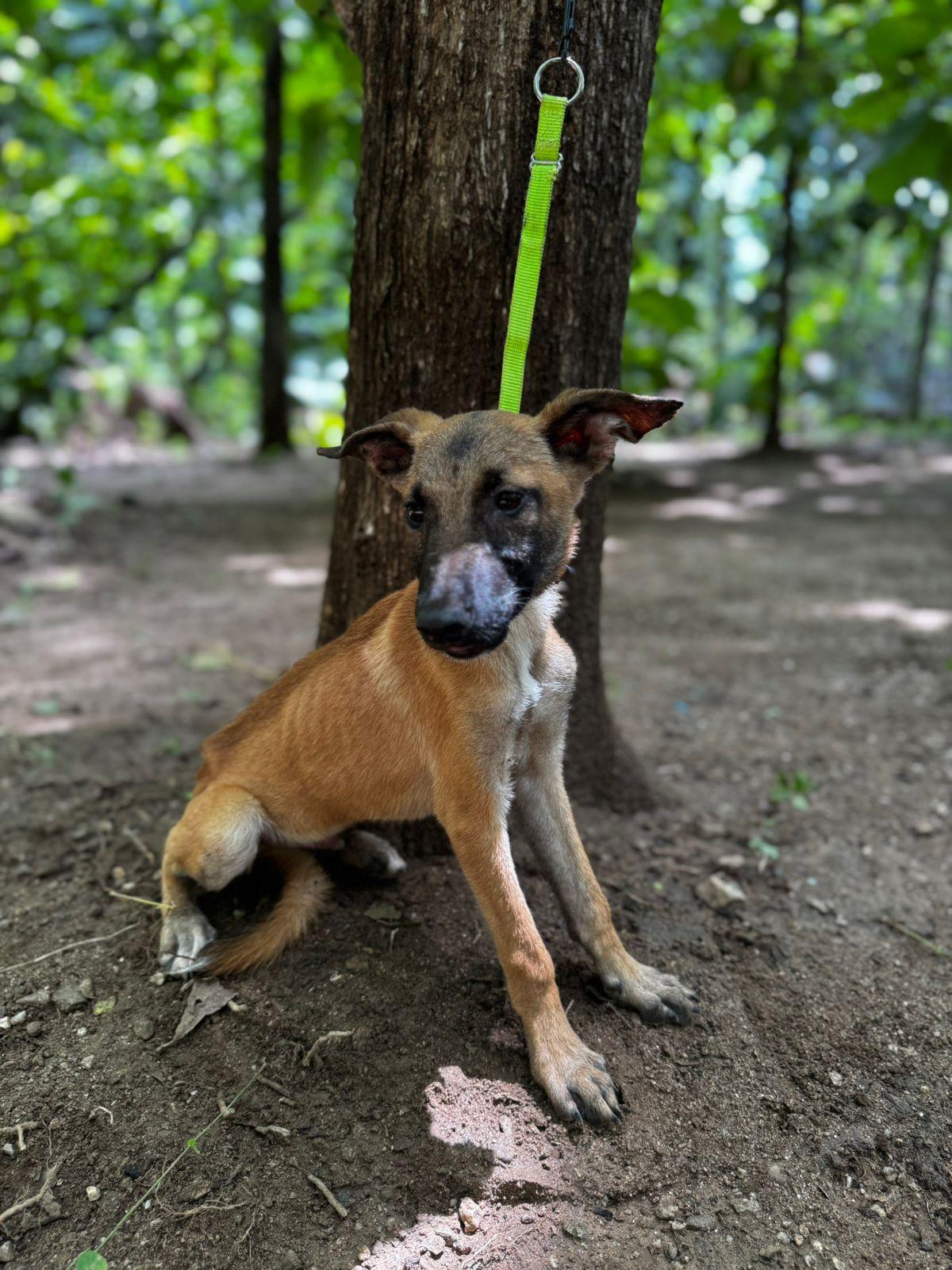 Enlarge Max, a ADOPTABLE mixed breed in Vancouver, BC image 5/6