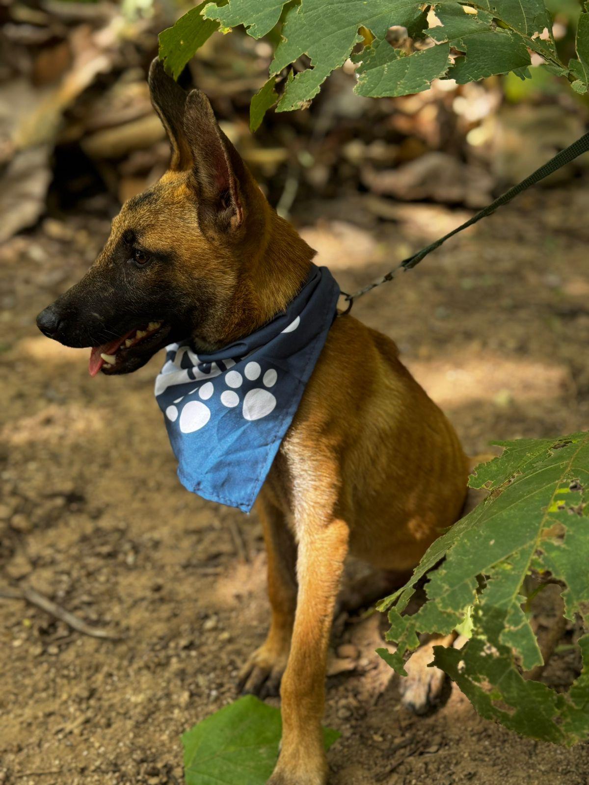 Max, ADOPTABLE, Puppy Male Belgian Shepherd / Malinois.