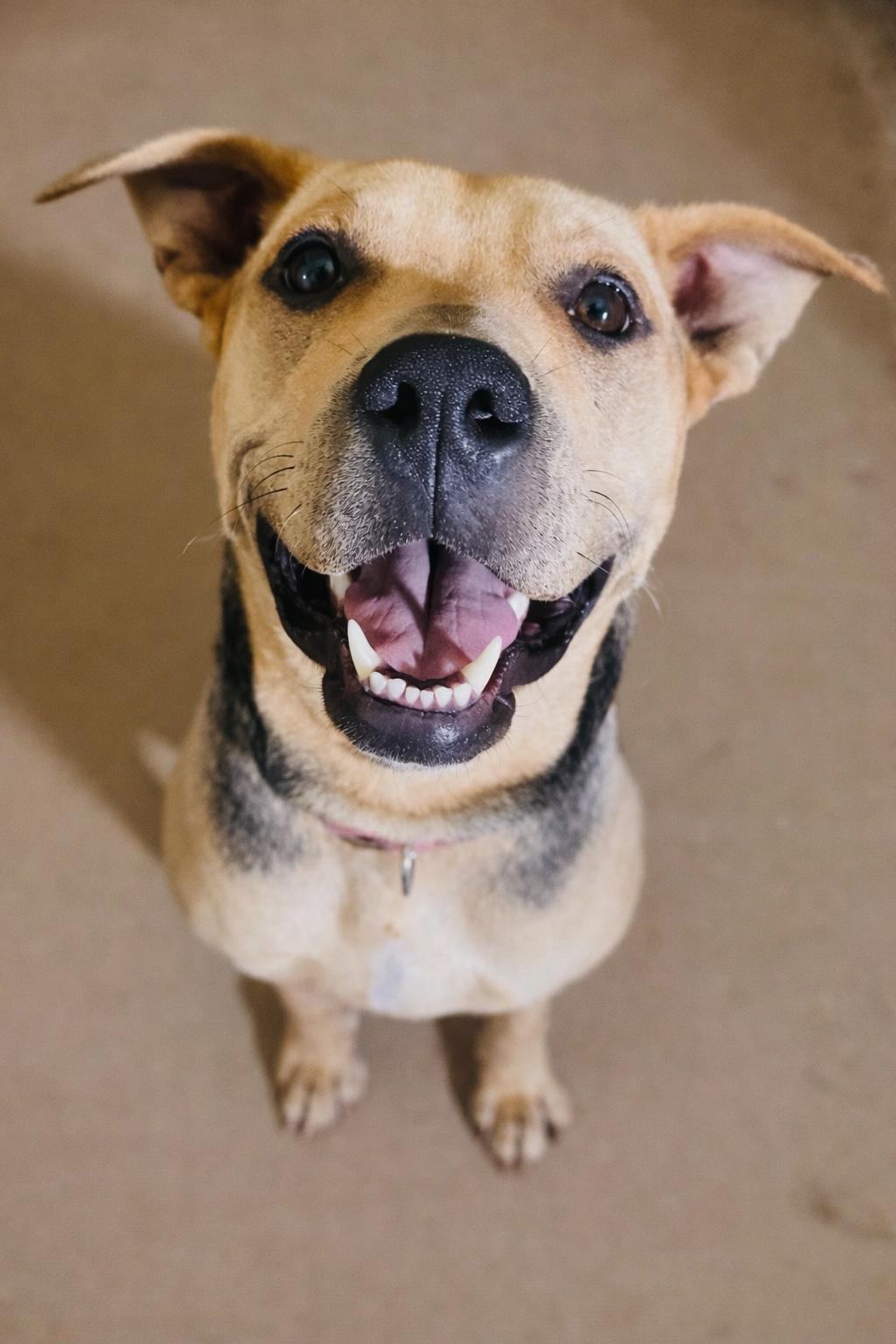 Nipsy, Adoptable, Young Female American Staffordshire Terrier.