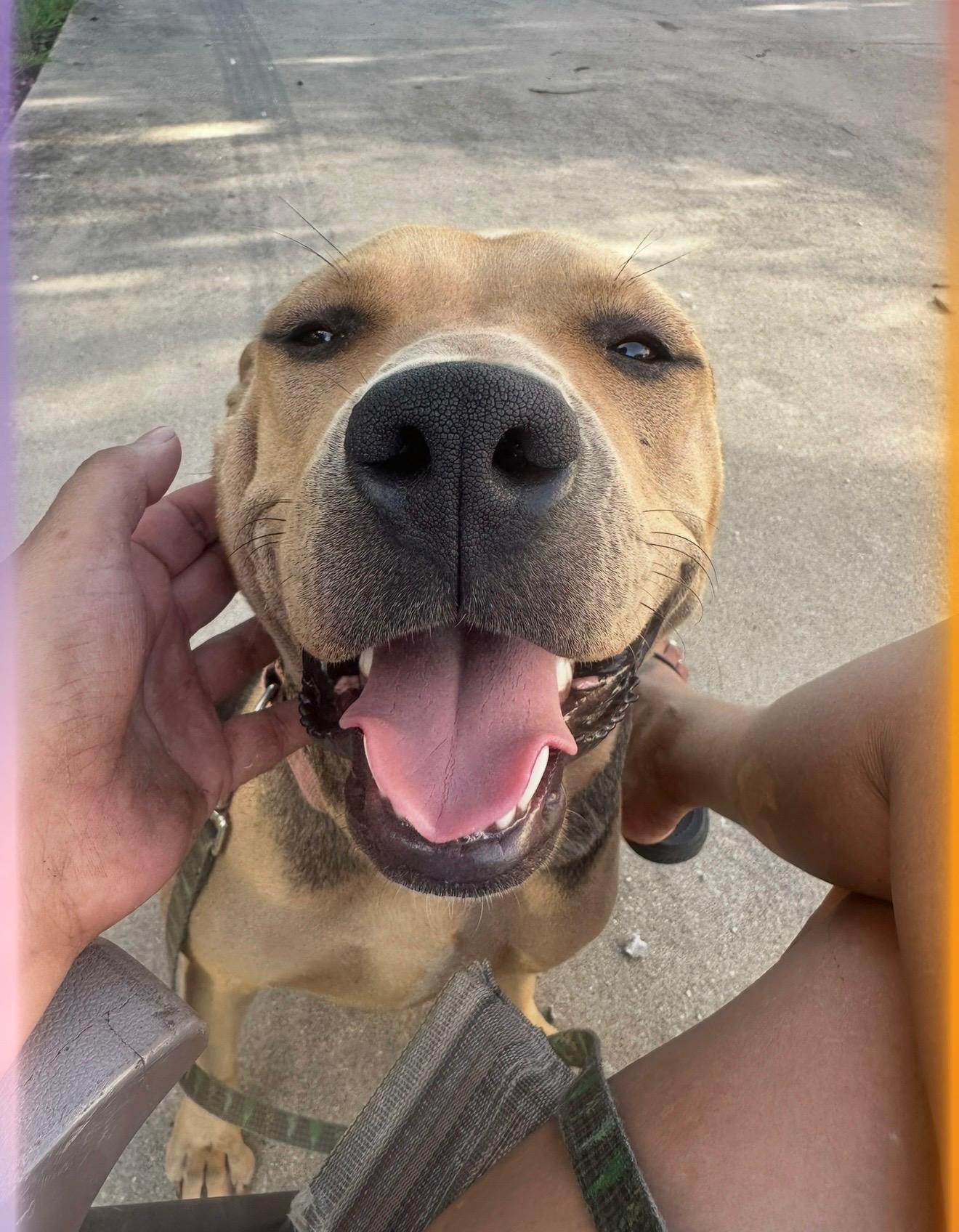 Enlarge Nipsy, a Adoptable mixed breed in Mico, TX image 3/3