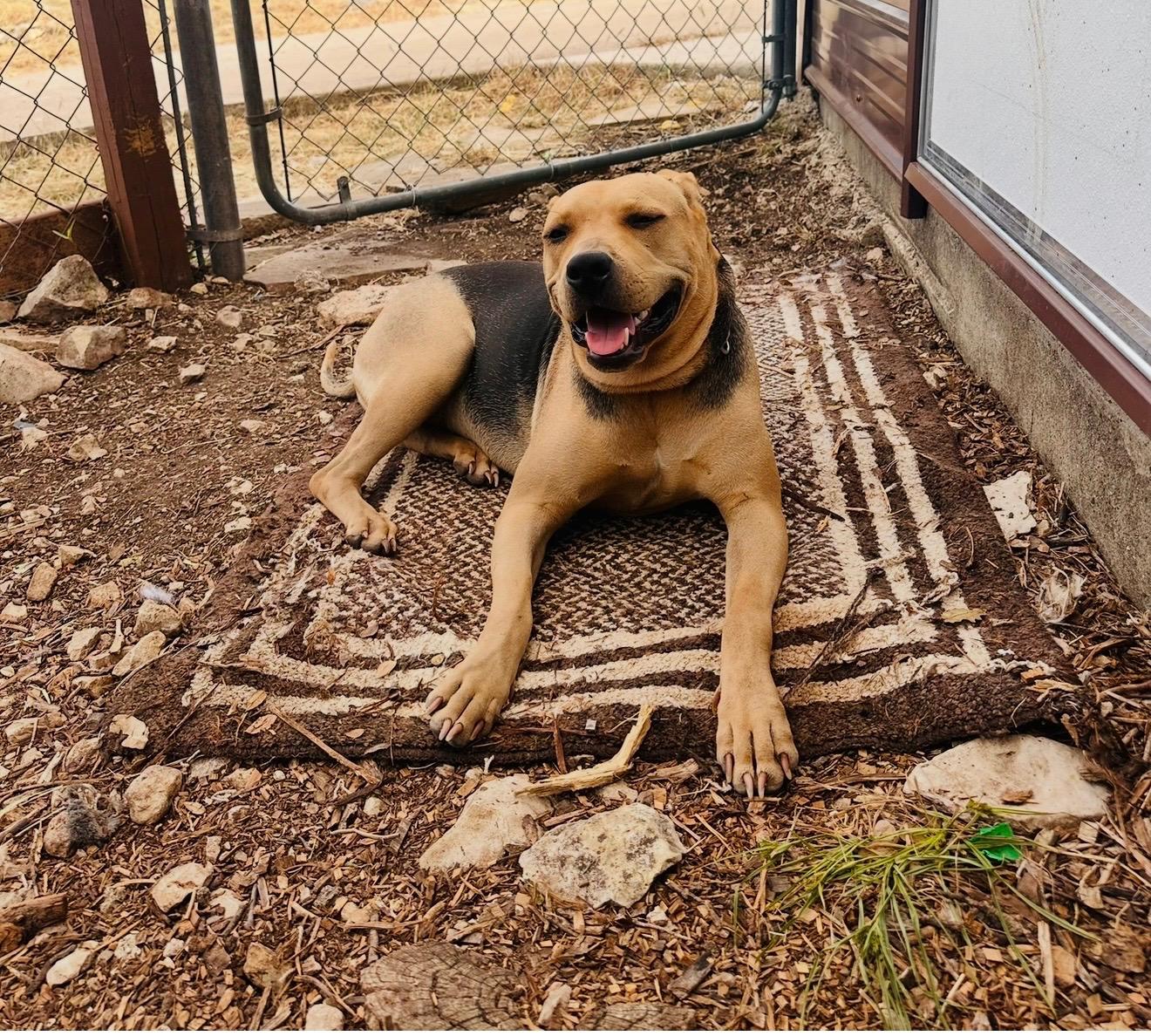 Enlarge Nipsy, a Adoptable mixed breed in Mico, TX image 2/3
