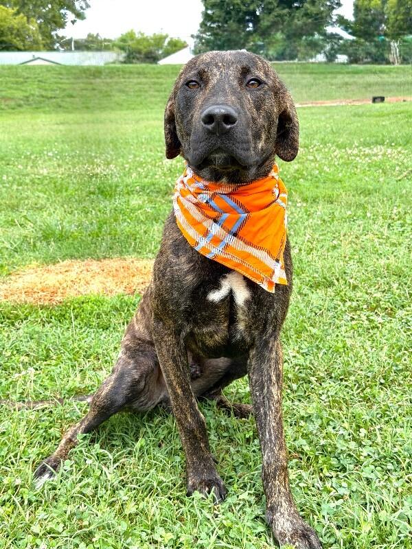 Alvin, Adoptable, Young Male Hound.