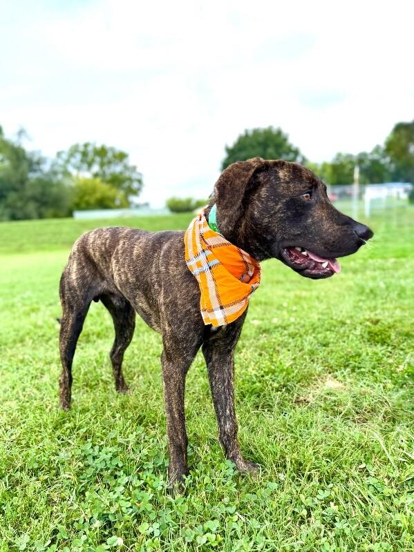 Alvin, a Adoptable Hound in Maryville, TN image 2/4