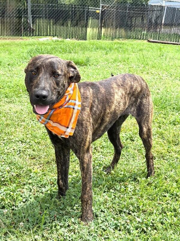 Alvin, a Adoptable Hound in Maryville, TN image 3/4