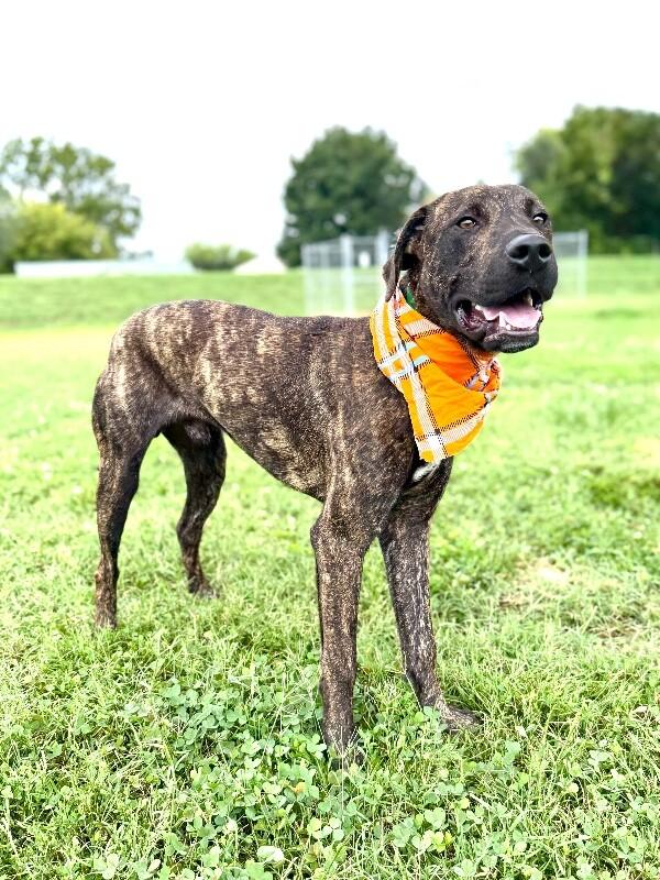 Alvin, a Adoptable Hound in Maryville, TN image 4/4