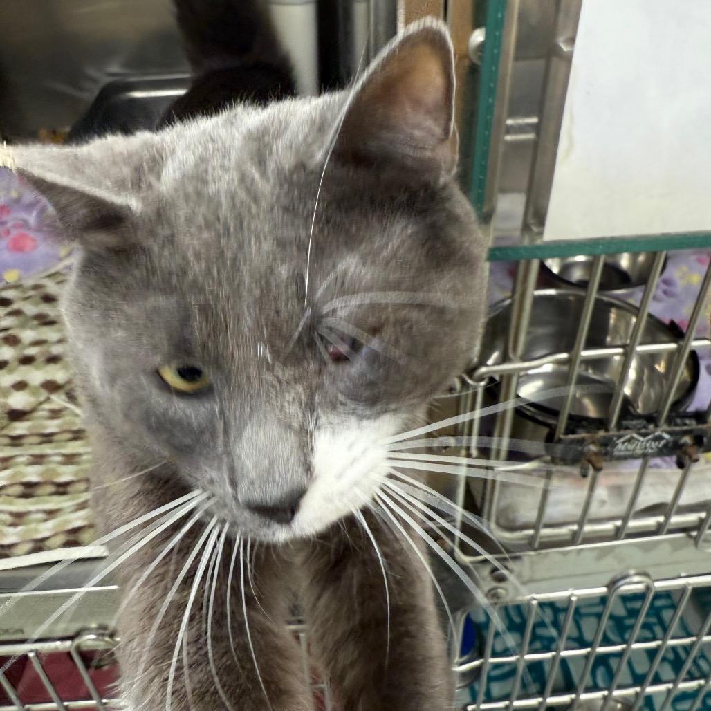Enlarge Mr. Grumpy Gills, a Adoptable Domestic Short Hair in Galax, VA image 1/5