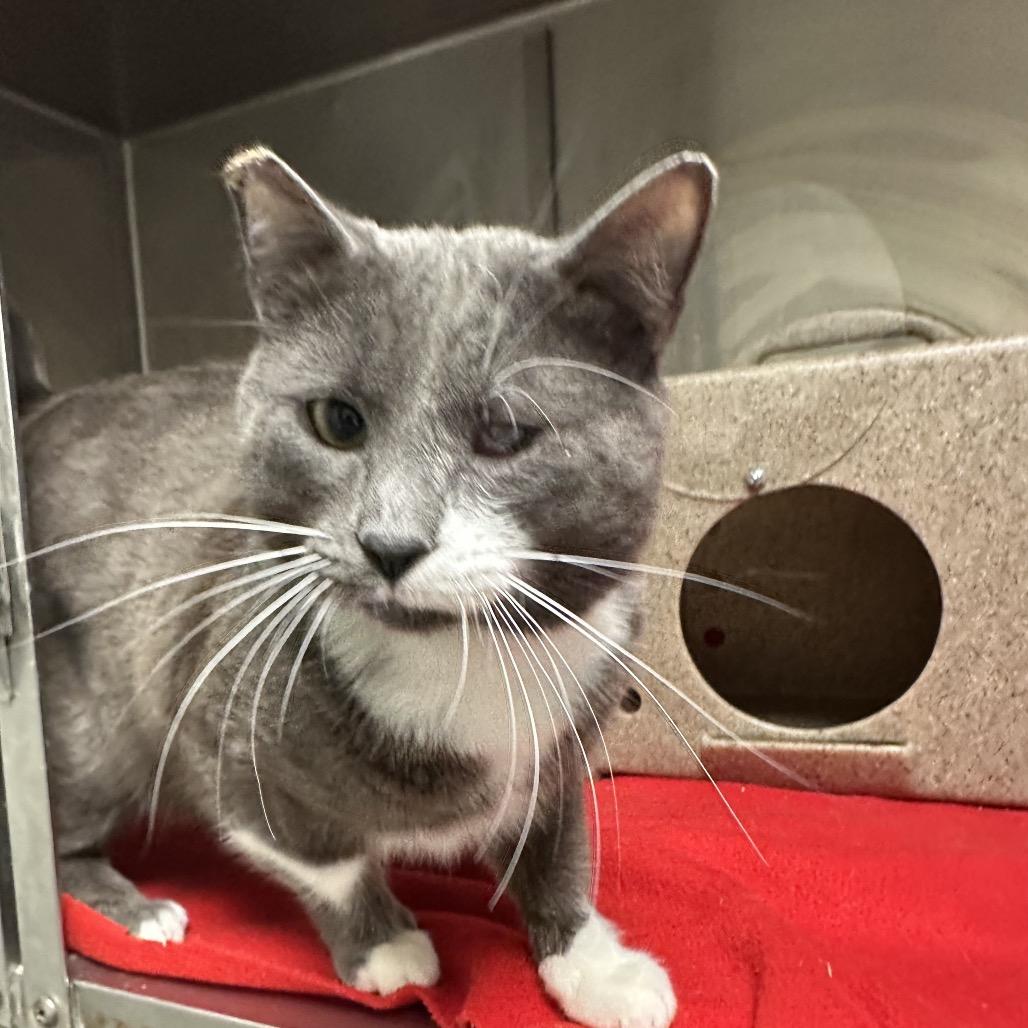 Enlarge Mr. Grumpy Gills, a Adoptable Domestic Short Hair in Galax, VA image 2/5