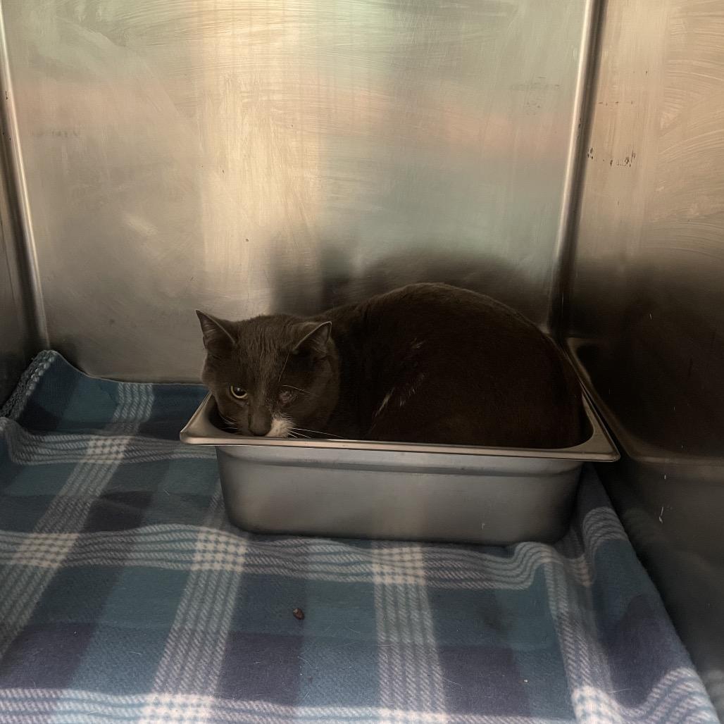 Enlarge Mr. Grumpy Gills, a Adoptable Domestic Short Hair in Galax, VA image 3/5