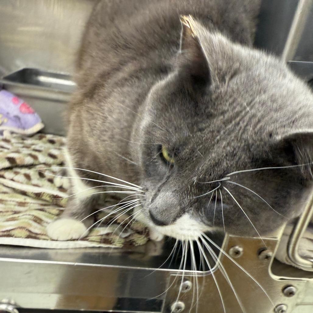 Enlarge Mr. Grumpy Gills, a Adoptable Domestic Short Hair in Galax, VA image 5/5