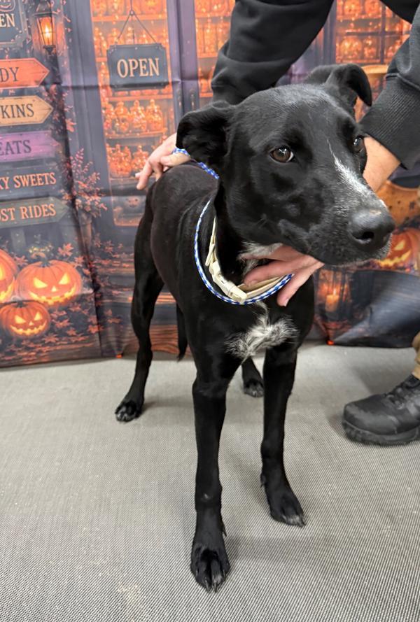 Daisy, ADOPTABLE, Young • Female, Australian Kelpie.