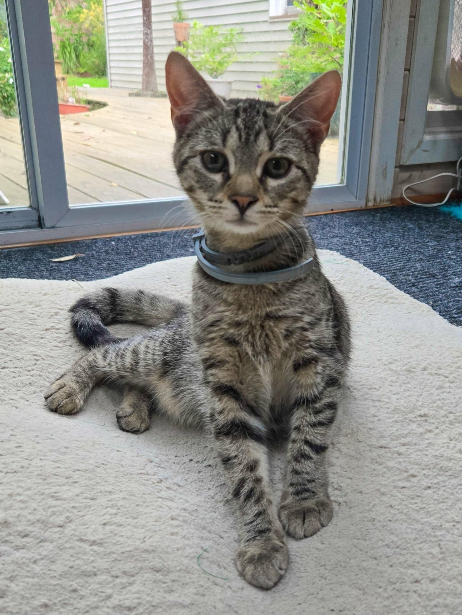 Pablo, Adoptable, Kitten Male Domestic Short Hair & Bengal.