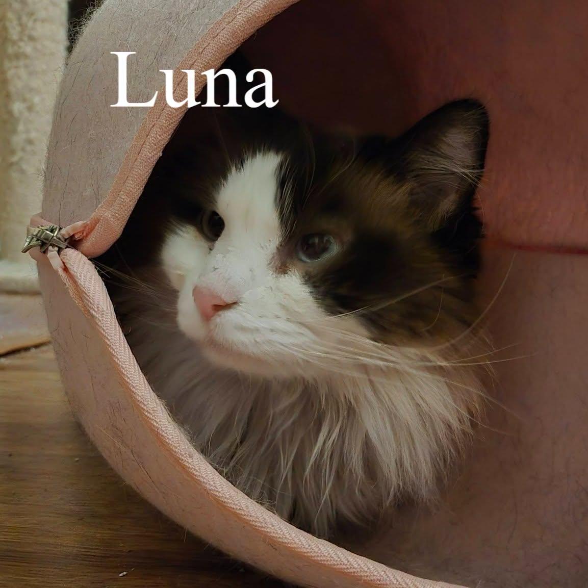 Luna, ADOPTABLE, Senior Female Ragdoll & Domestic Long Hair.