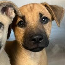 26-661, Adoptable, Puppy Male Black Mouth Cur.