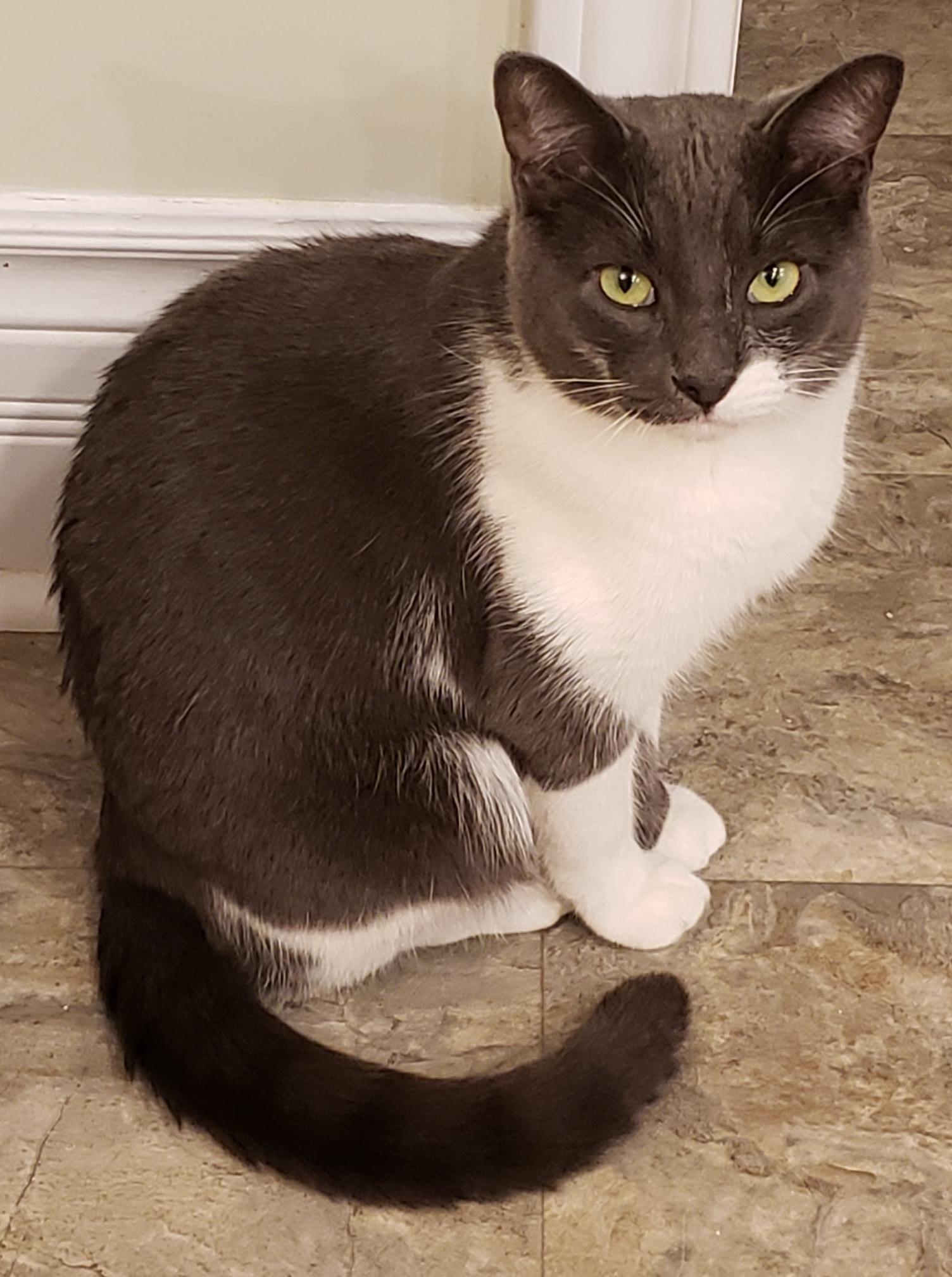 Andy, Adoptable, Young Male Tabby.