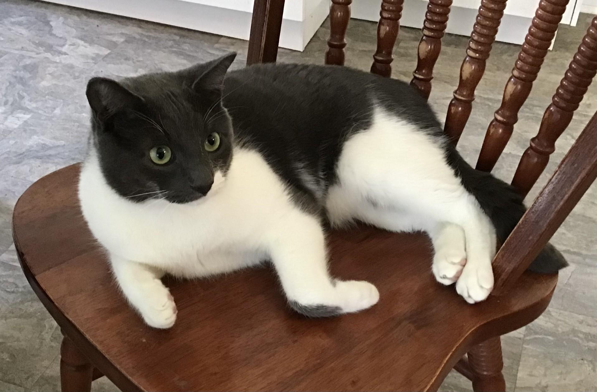 Enlarge Andy, a Adoptable Tabby in Brantford, ON image 2/4