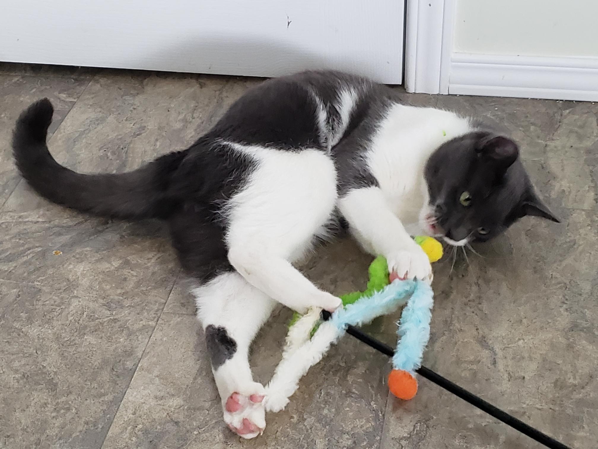 Enlarge Andy, a Adoptable Tabby in Brantford, ON image 4/4