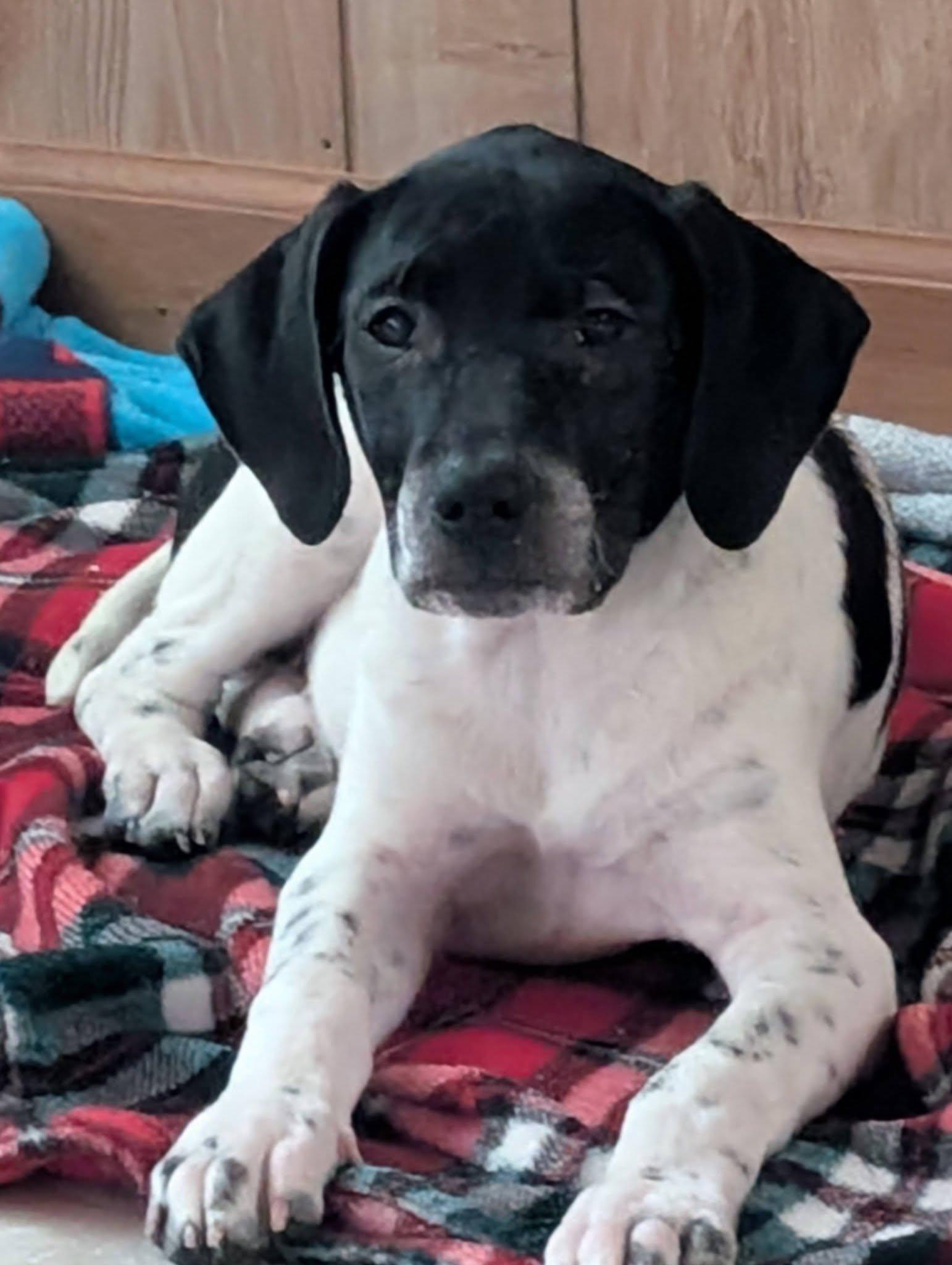 Enlarge Meri, a Adoptable mixed breed in Crystal, MN image 2/3
