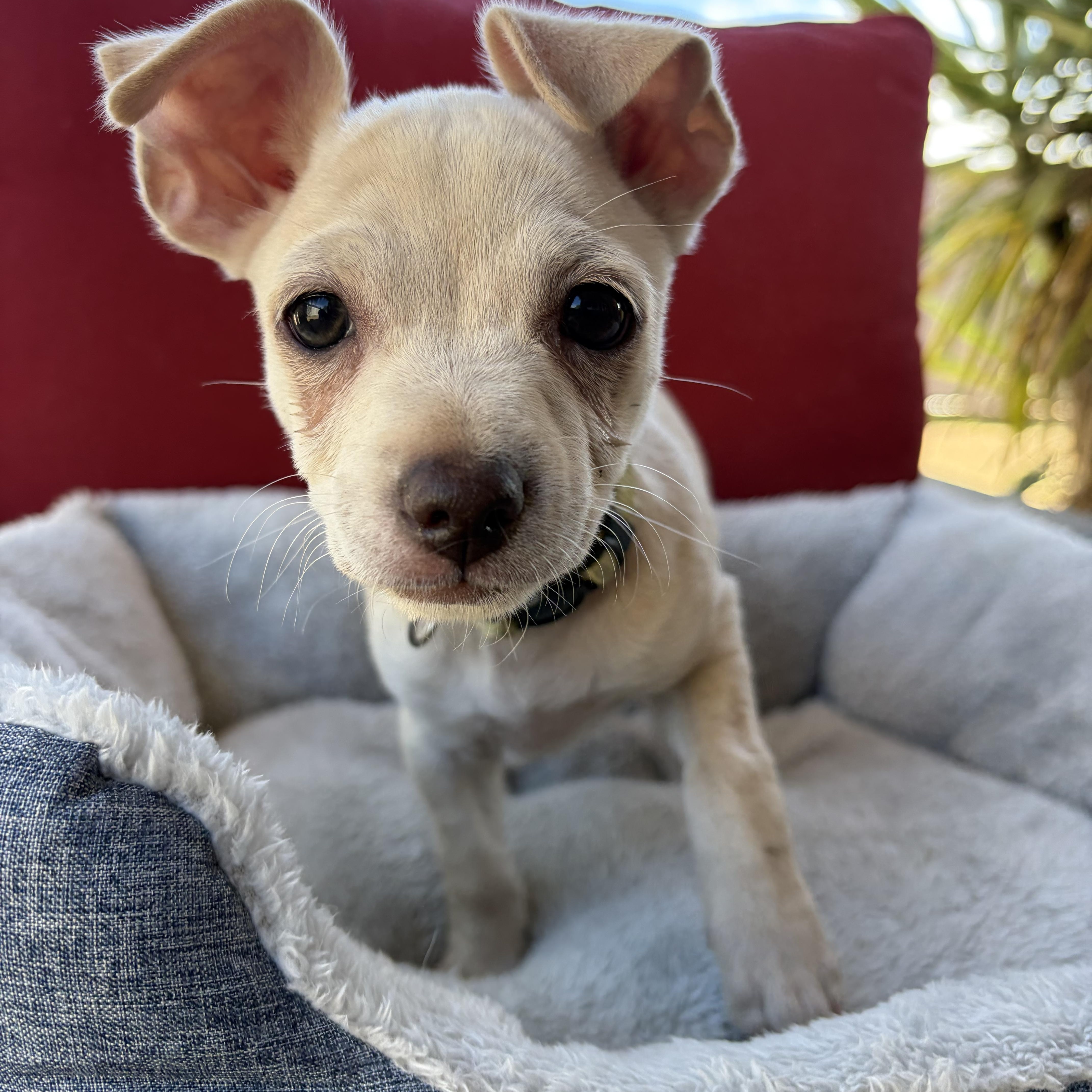 Enlarge Chai, a Adopted mixed breed in Poway, CA image 3/3