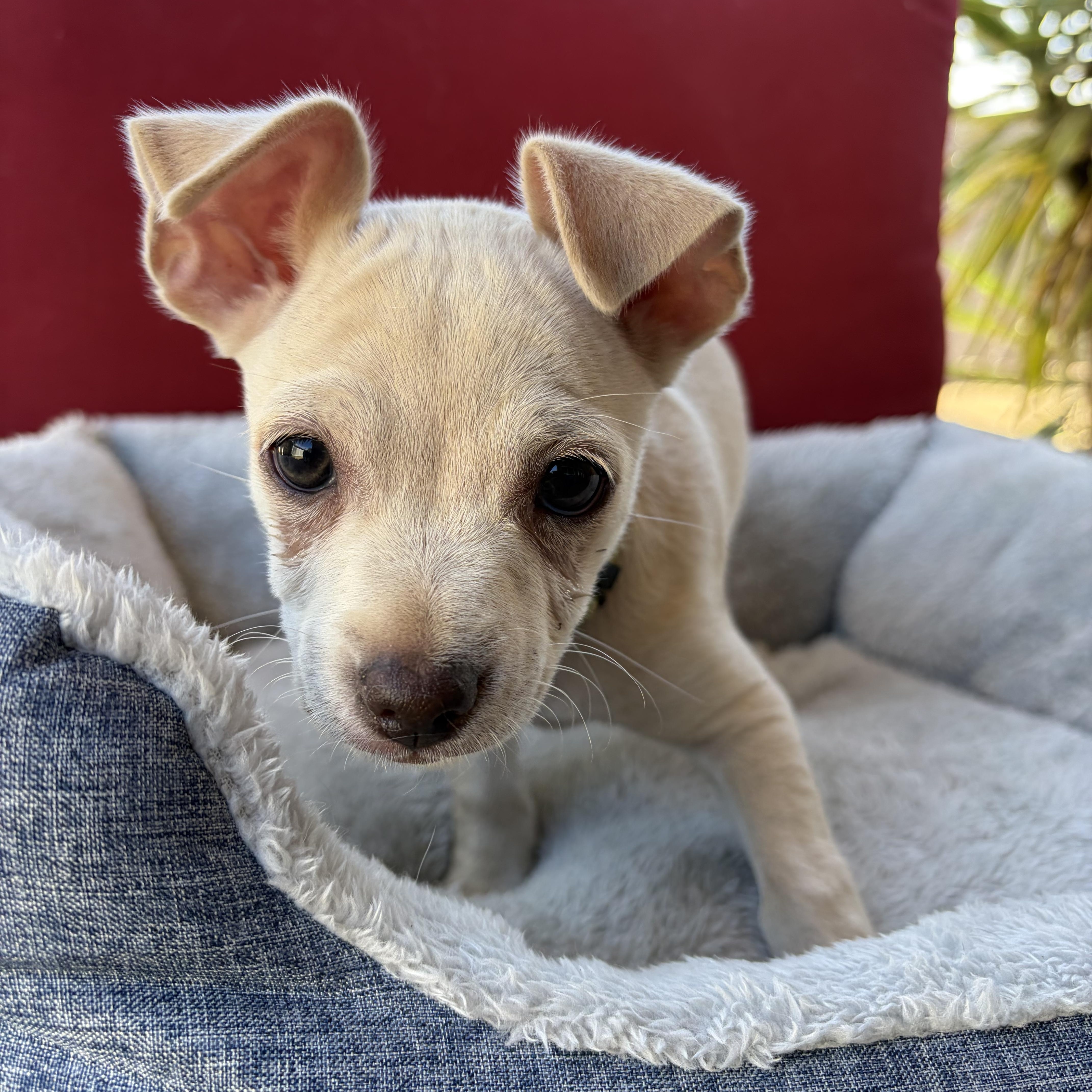 Enlarge Chai, a Adopted mixed breed in Poway, CA image 2/3