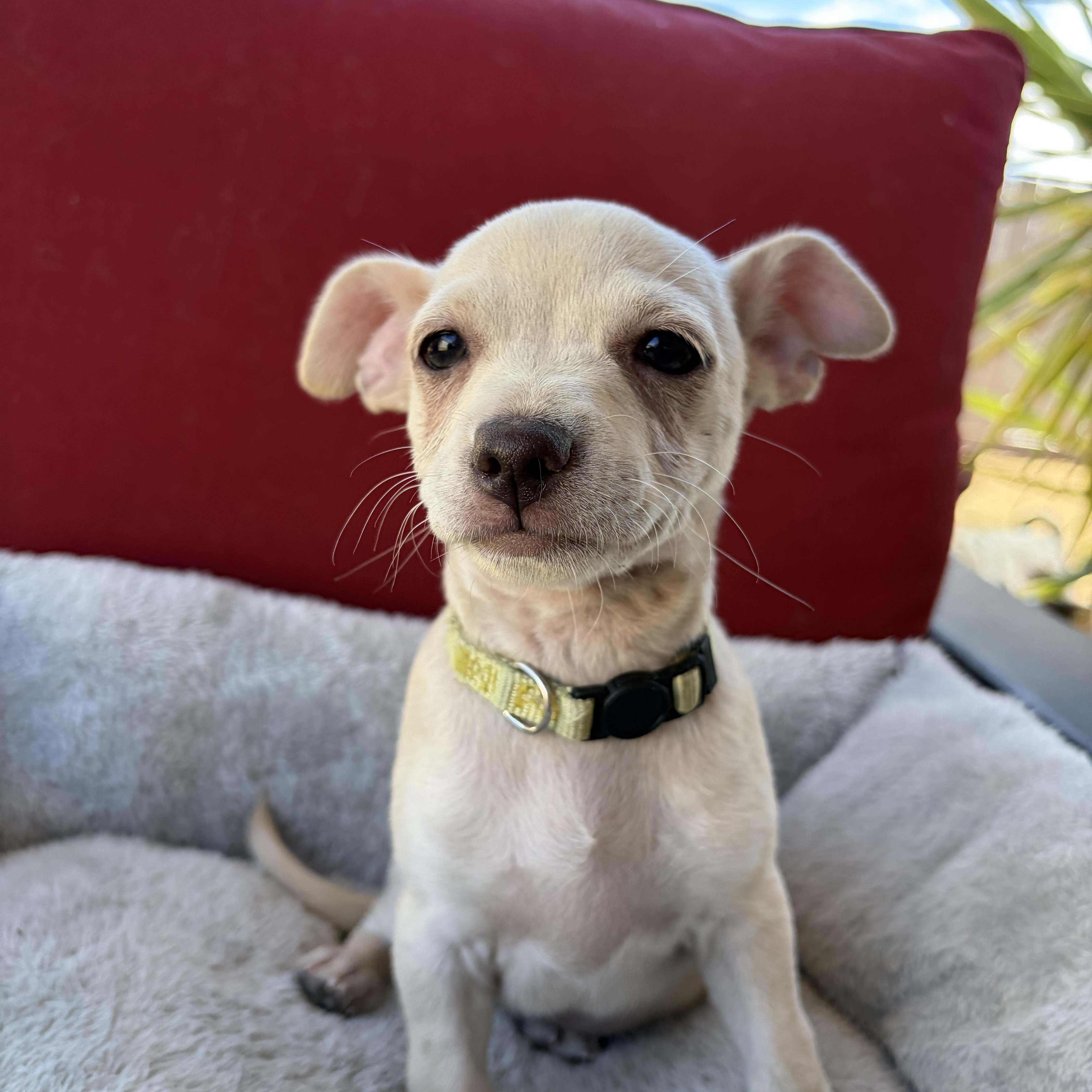 Enlarge Chai, a Adopted mixed breed in Poway, CA image 1/3