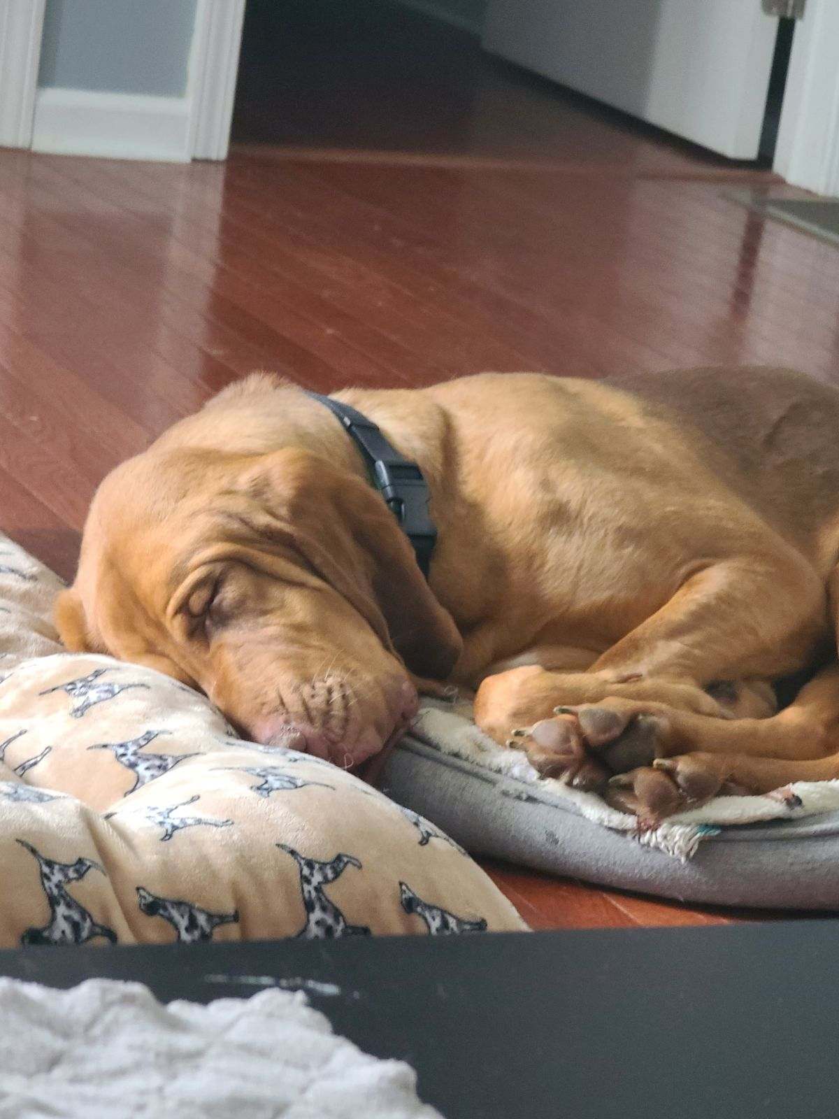 Enlarge Rosa, a Adoptable Bloodhound in Washington, NJ image 2/4