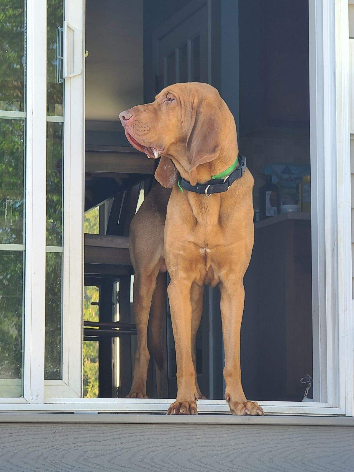 Enlarge Rosa, a Adoptable Bloodhound in Washington, NJ image 3/4