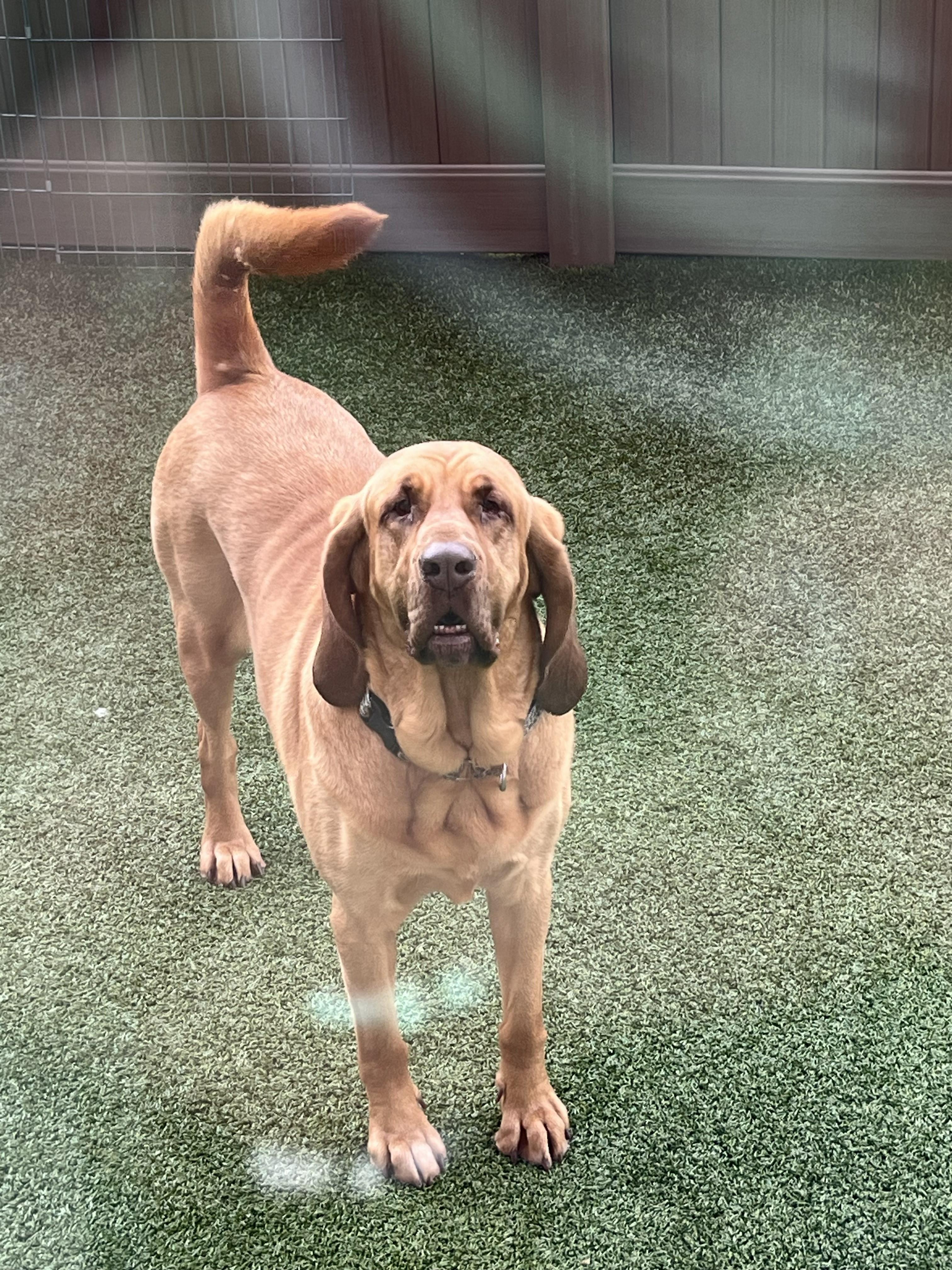 Rosa, Adoptable, Adult Female Bloodhound.