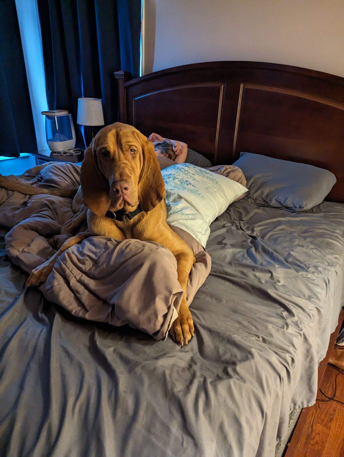 Enlarge Rosa, a Adoptable Bloodhound in Washington, NJ image 4/4