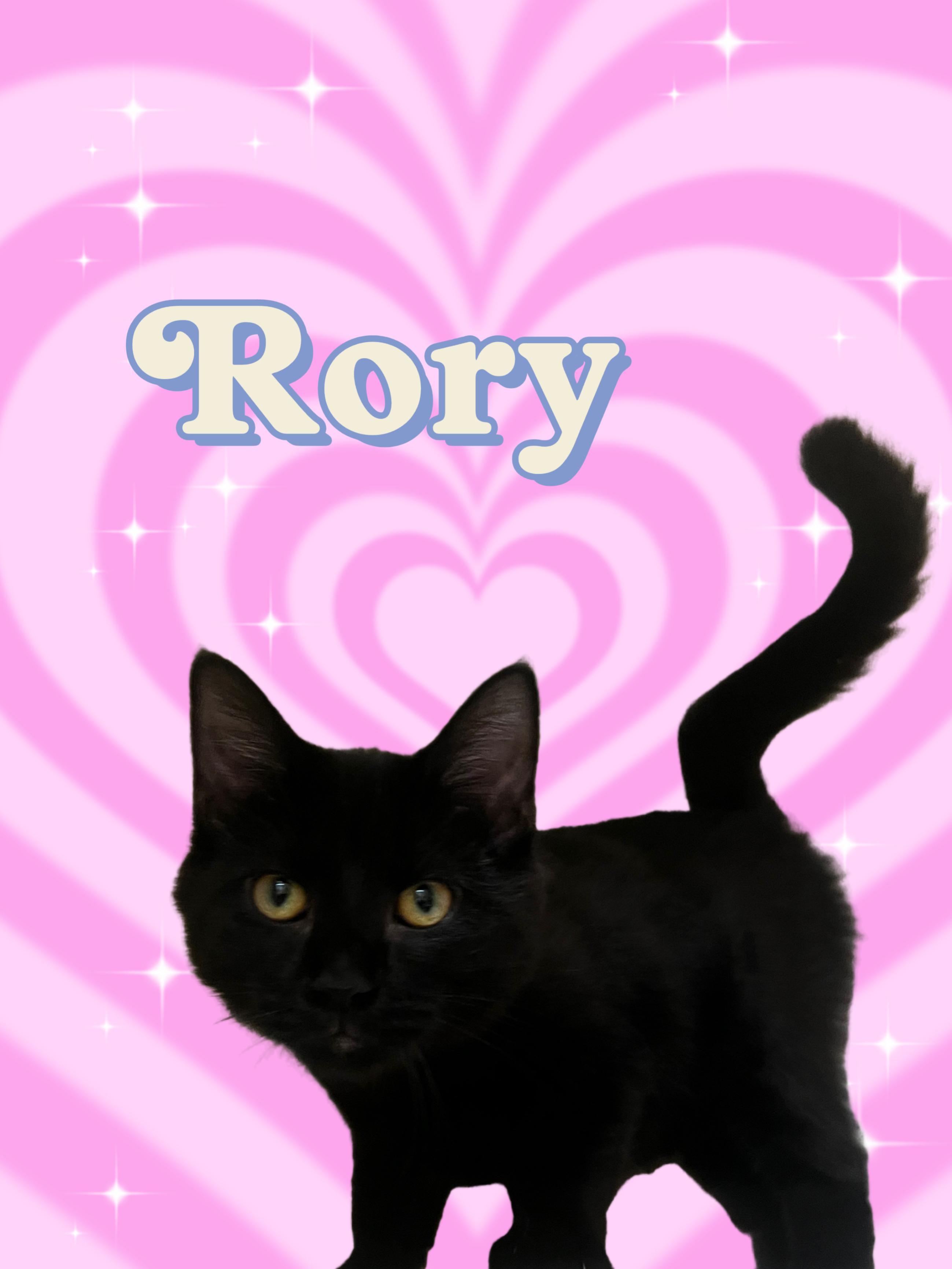 Enlarge Rory, an adopted Domestic Short Hair in New Castle, IN image 1/1