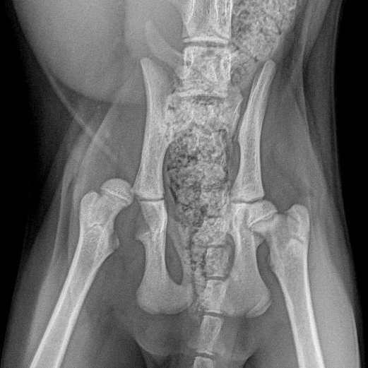 Enlarge Beanie, a ADOPTABLE Domestic Short Hair in Morden, MB image 2/5