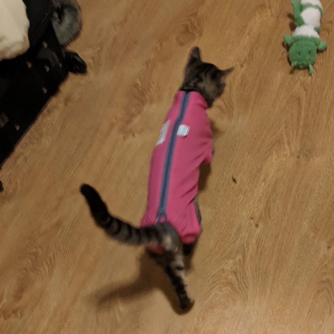 Enlarge Beanie, a ADOPTABLE Domestic Short Hair in Morden, MB image 3/5