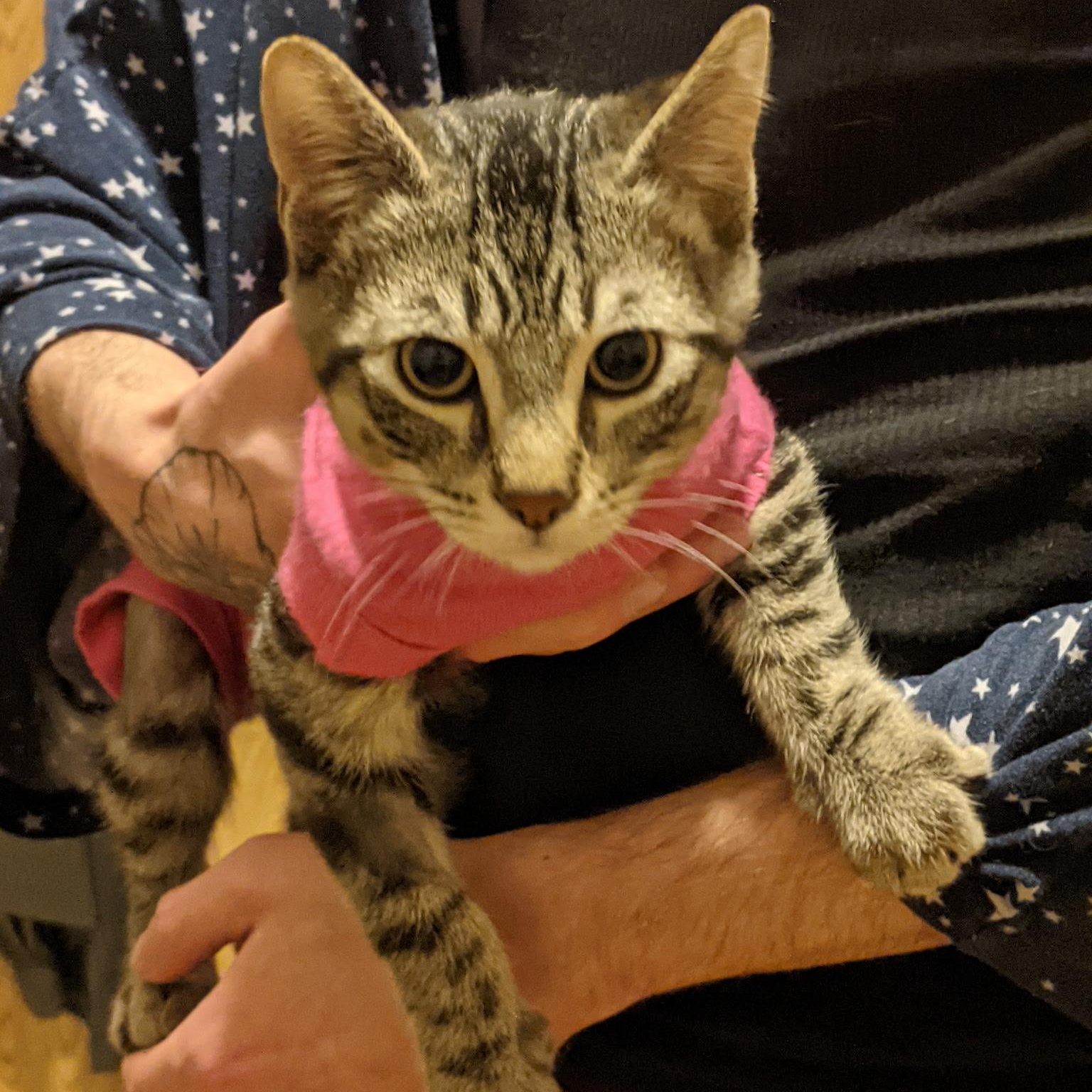 Beanie, ADOPTABLE, Young Male Domestic Short Hair.